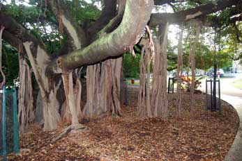 Brisbane Botanical Gardens