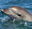 Dolphin tour and feeding